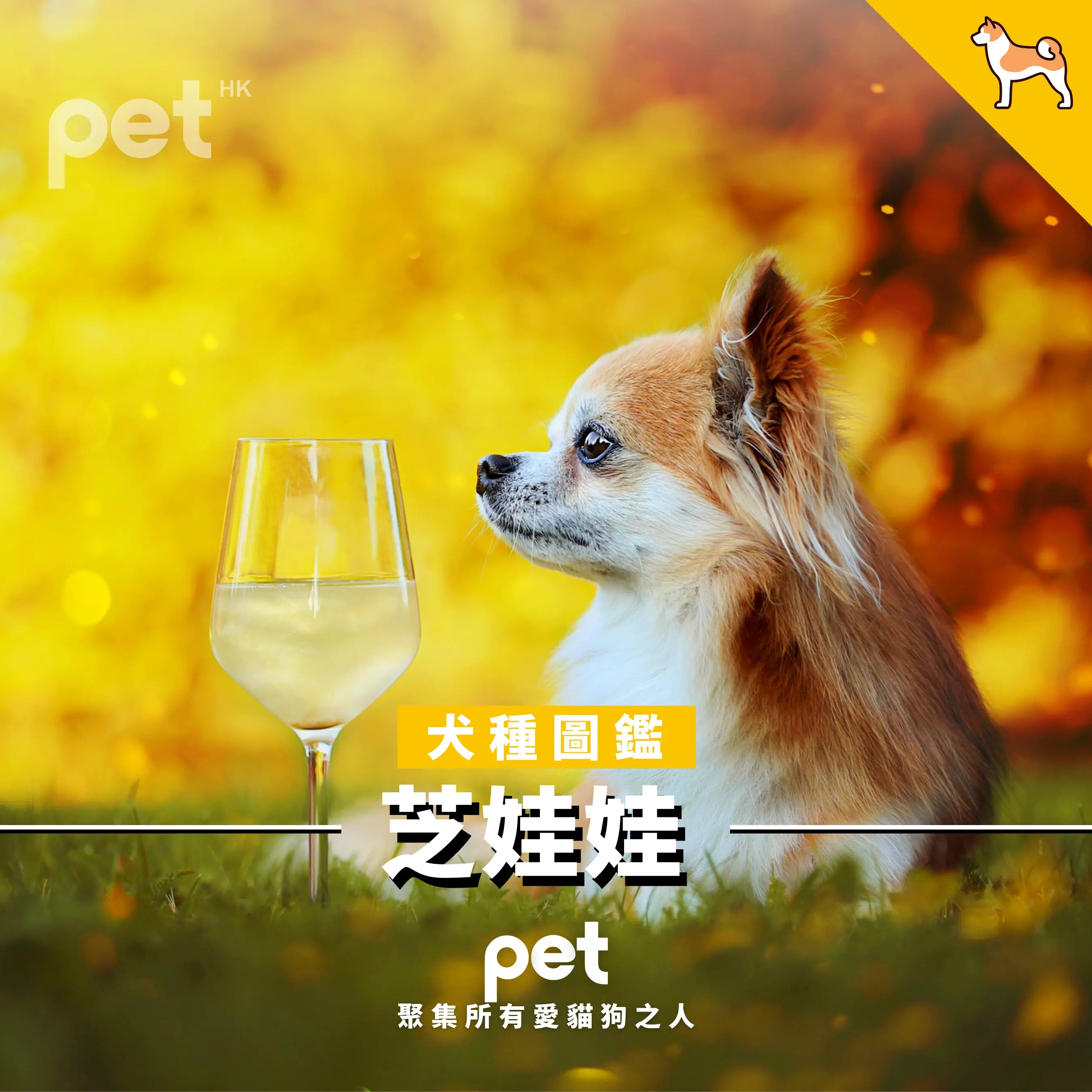 芝娃娃