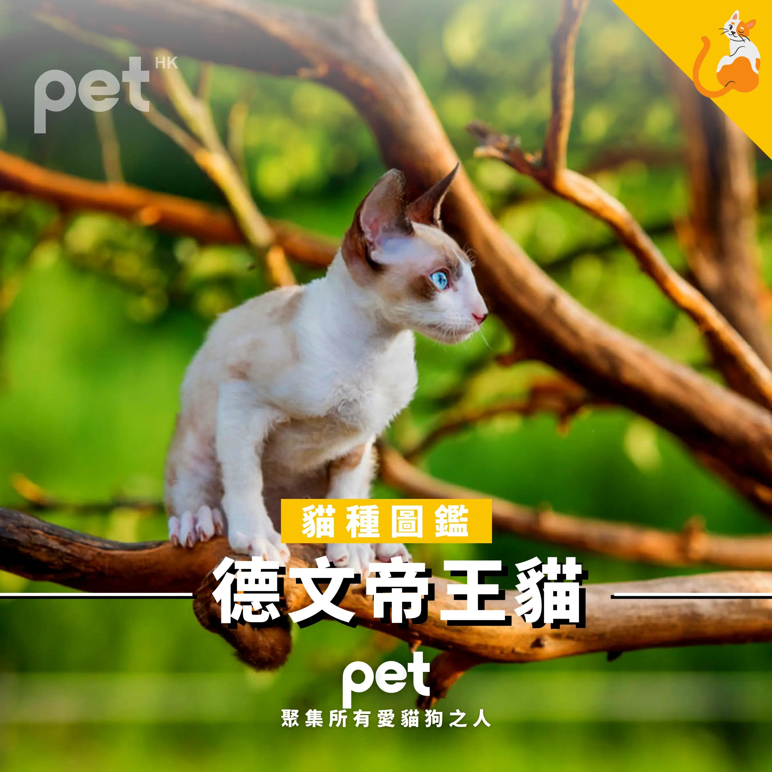 德文帝王貓