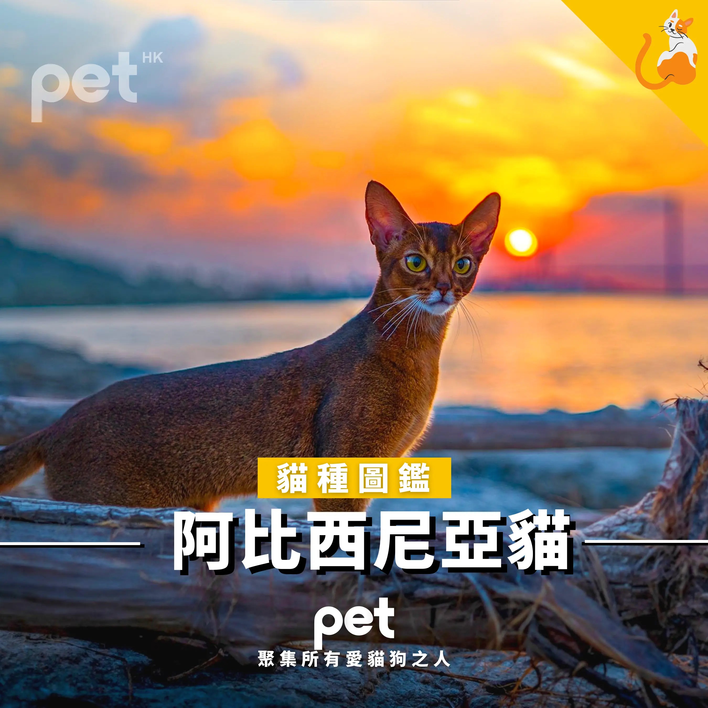 阿比西尼亞貓