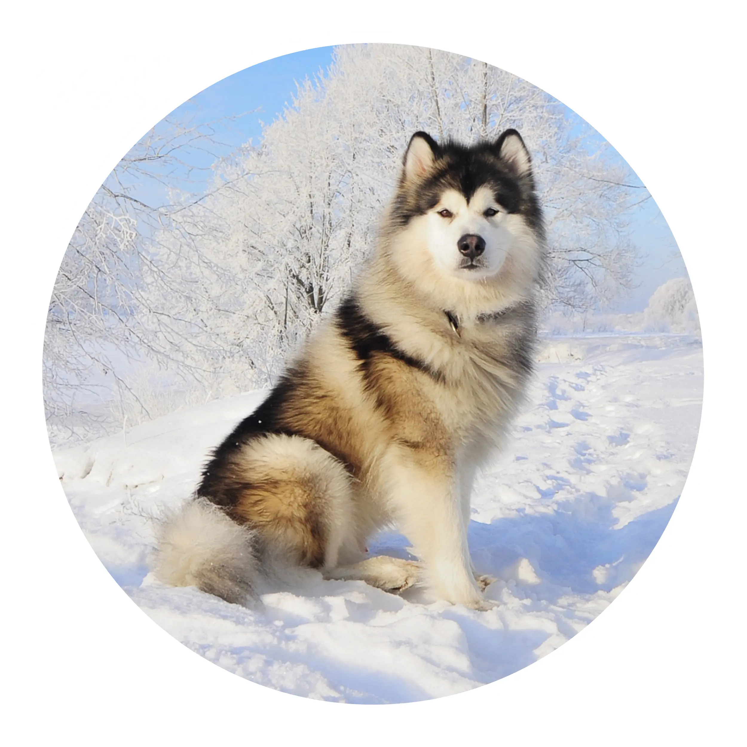 阿拉斯加雪橇犬