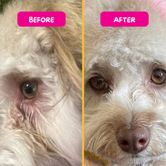 PetEyez™ Eye Care Powder (Tear Stain Remover) - Beef Liver Flavor | 眼部護理粉 (去淚痕) - 牛肝味 PET