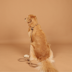 HOZI Slip Leash - 狗用滑動牽繩 - 黑色 / 米色 / 橙色 / 黃芥末色 / 深藍色 / 酒紅色 / 粉紅色