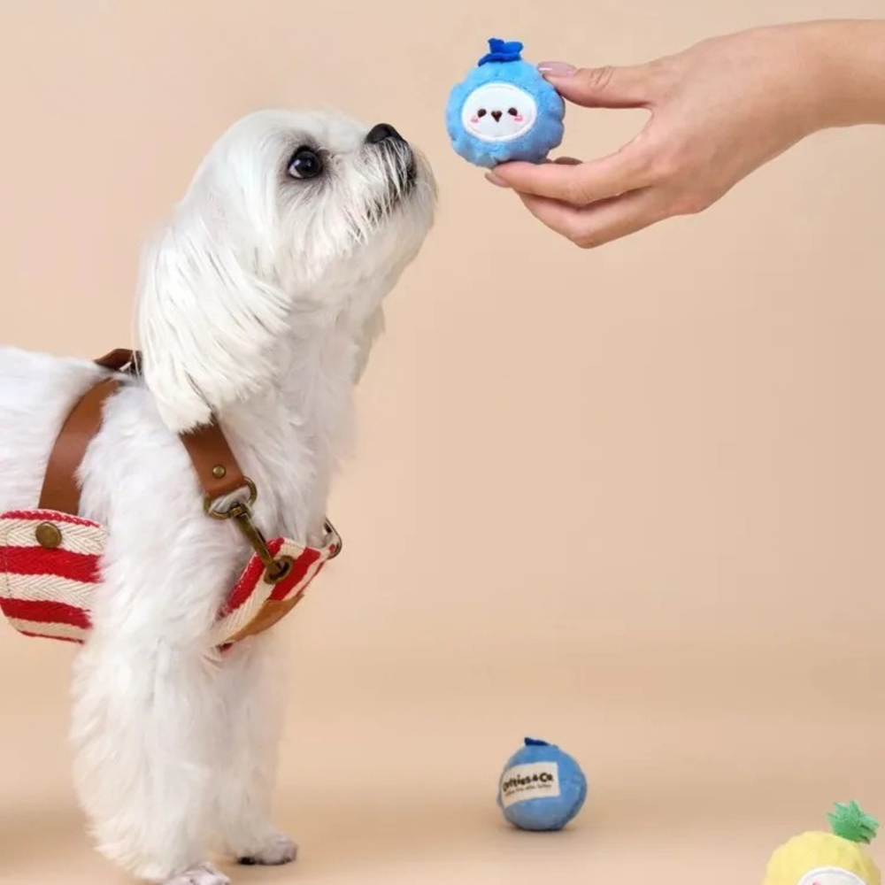 Bichon Frise Cotties Fruit Party toys PET