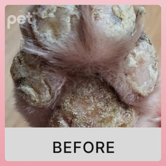 Close-up of a pet's dry, cracked paw pad before using Doocamedi Cellcare Cream for deep moisturizing and repair