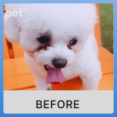 Vision Care Essentials Bundle for Pets - PET