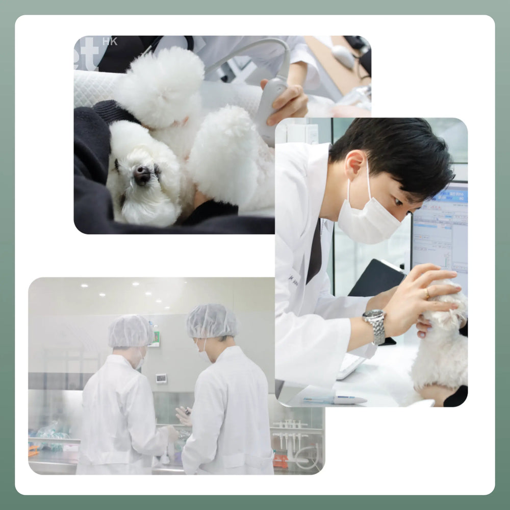 Doocamedi Cellcare Shampoo 幹細胞多合一沖涼洗毛液 DOOCAMEDI