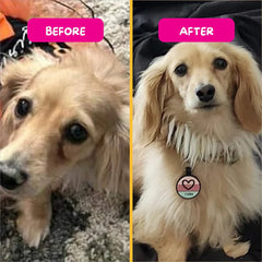 PetEyez™ Eye Care Powder (Tear Stain Remover) - Chicken Flavor | 眼部護理粉 (去淚痕) - 雞肉味 PET