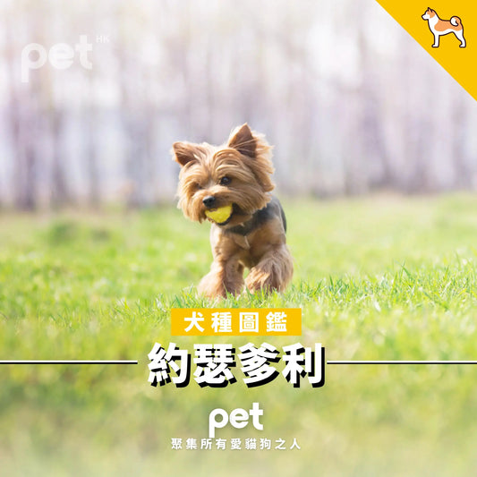 約瑟爹利 - PET