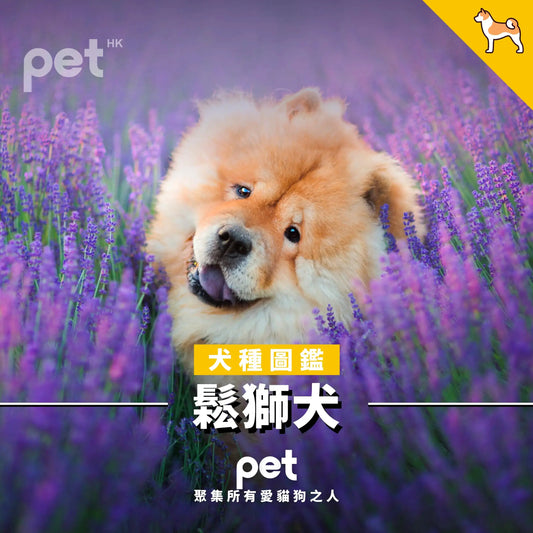 鬆獅犬 - PET