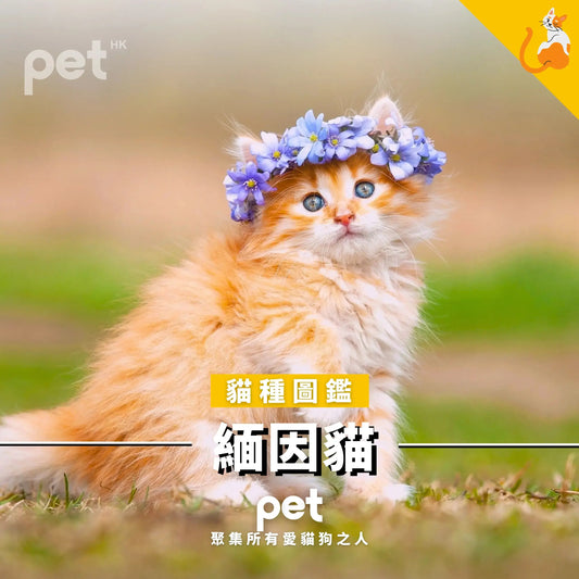 緬因貓 - PET
