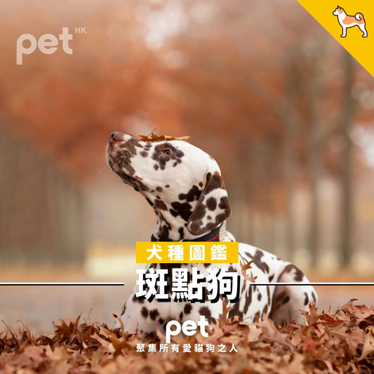 斑點狗 - PET