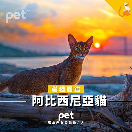 阿比西尼亞貓
