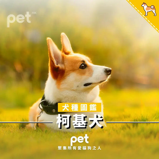 柯基犬 - PET