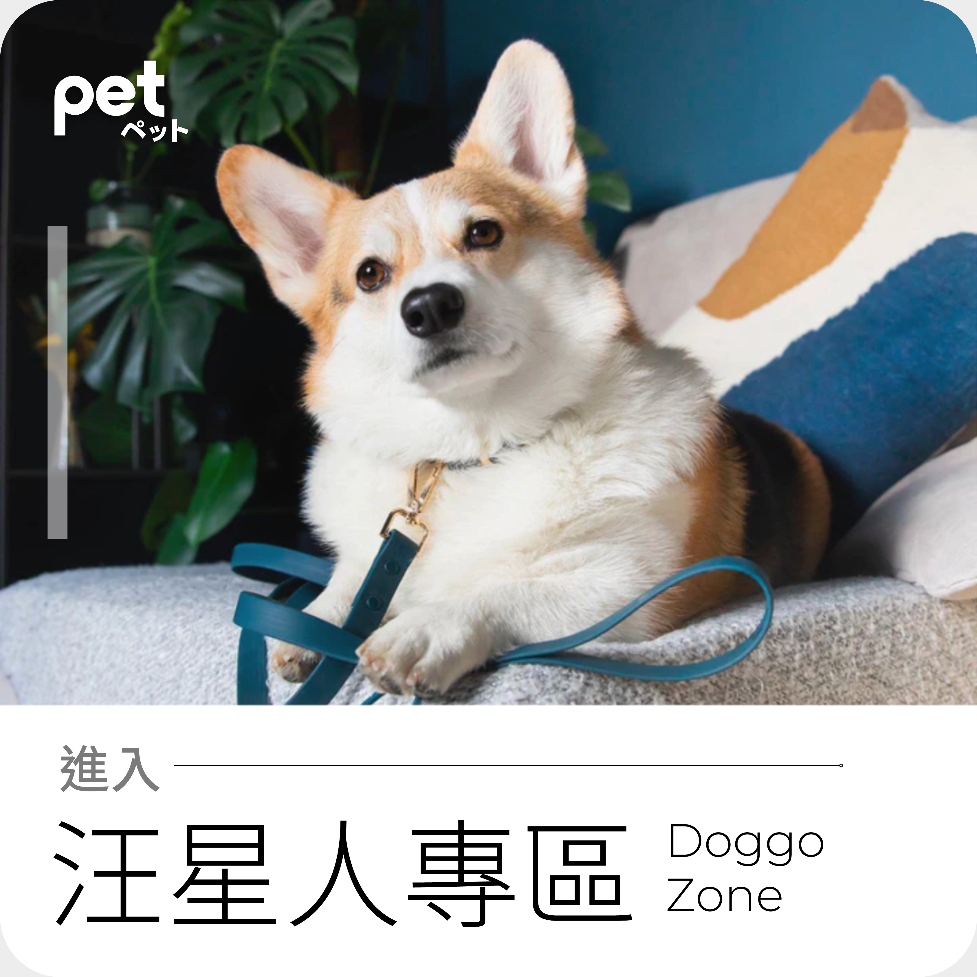 pet hk 寵物 狗狗專區, 狗狗糧食, 零食, 保健品, 半山店, Mid levels 