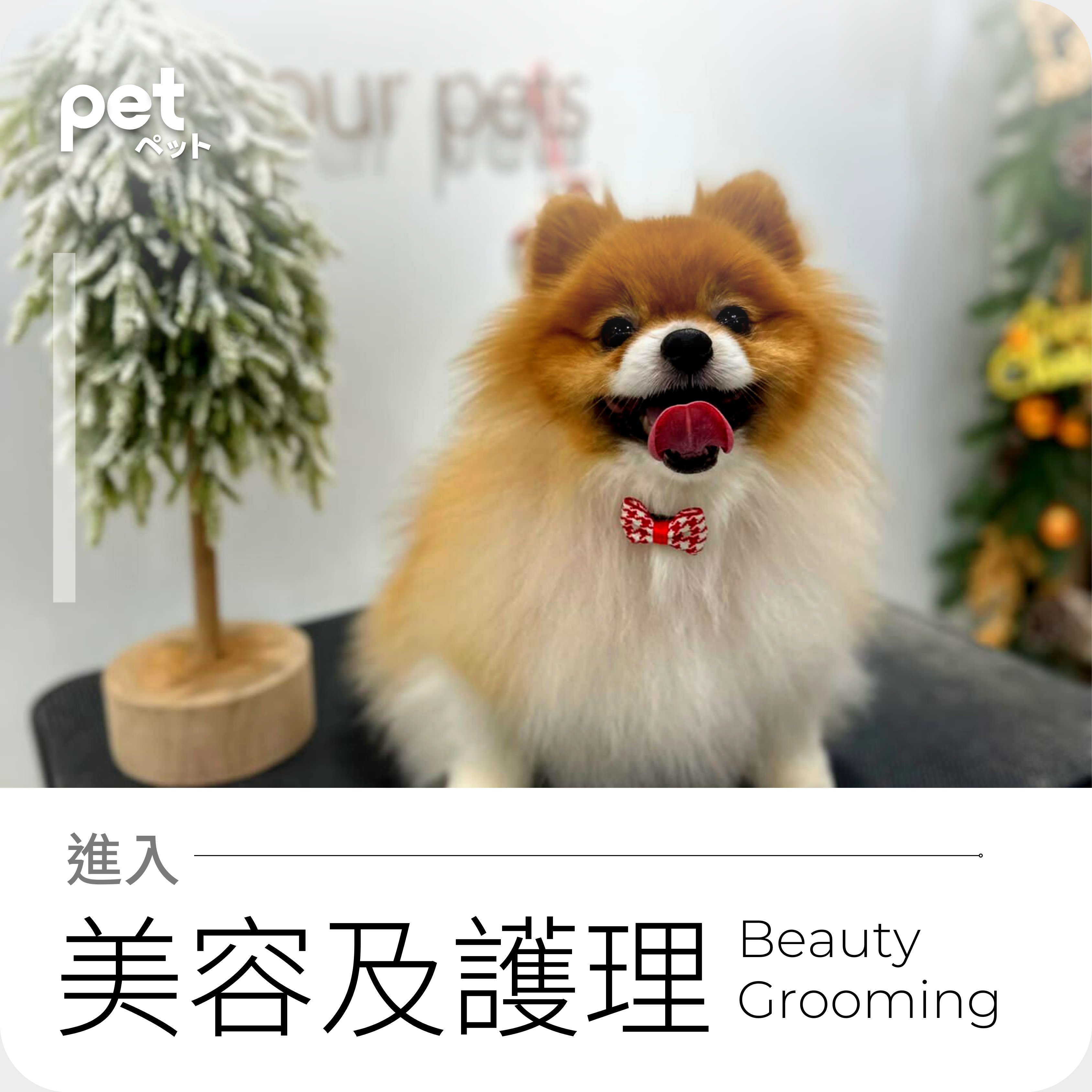 pet hk mid levels edition 寵物美容 半山店