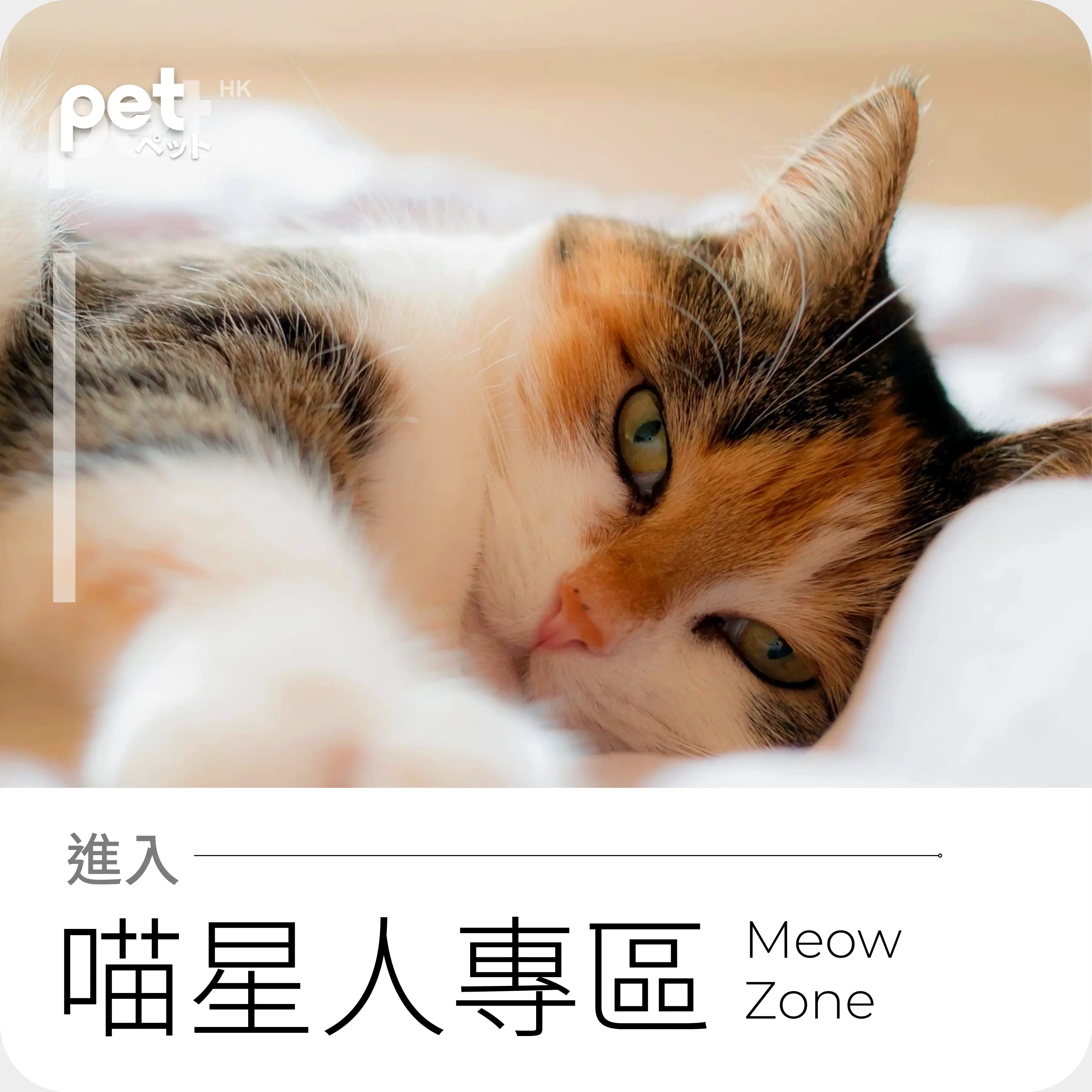 pet hk 貓貓 寵物 貓 食品 糧食 零食 mid levels edition 半山店