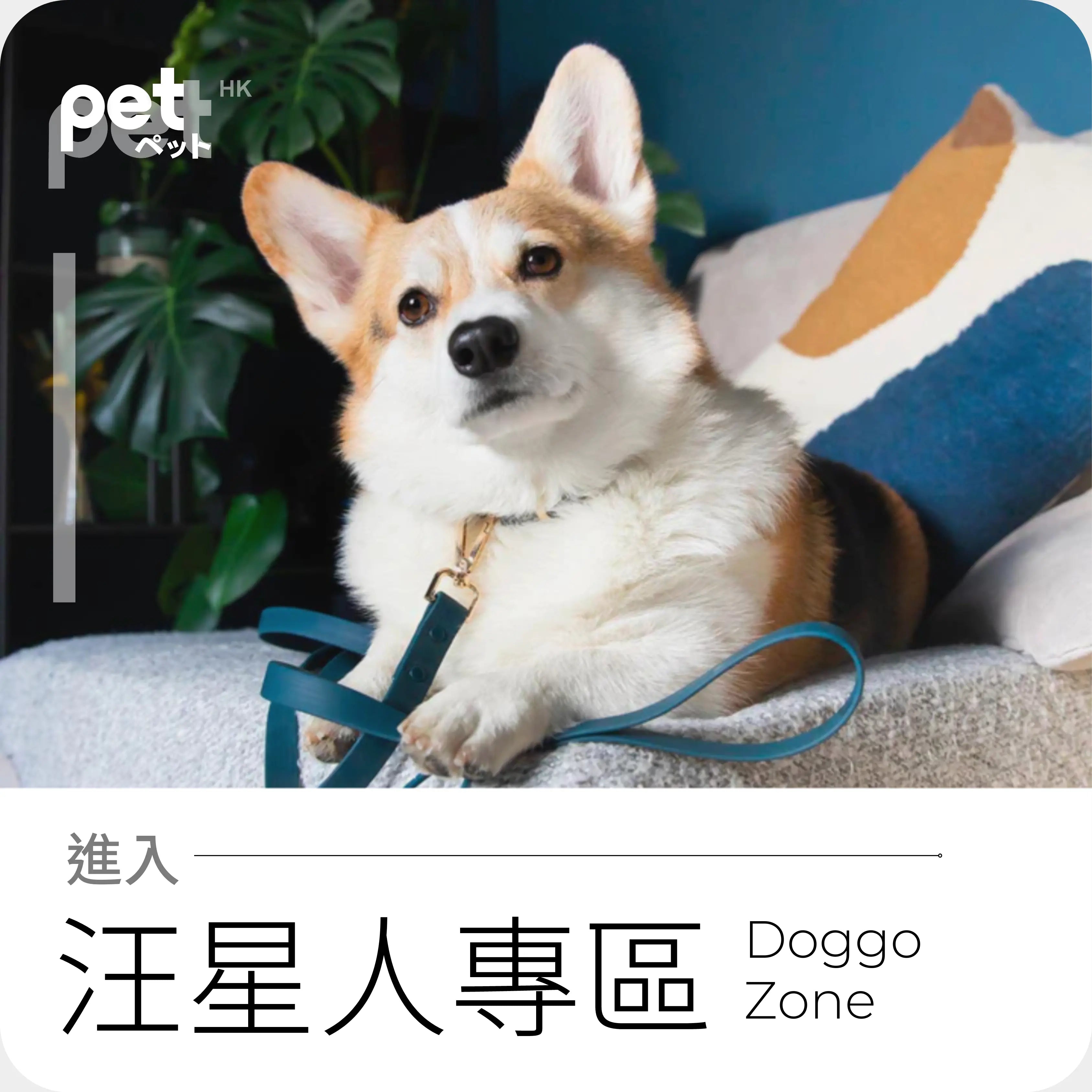 pet hk 寵物 狗狗專區, 狗狗糧食, 零食, 保健品, 半山店, Mid levels 