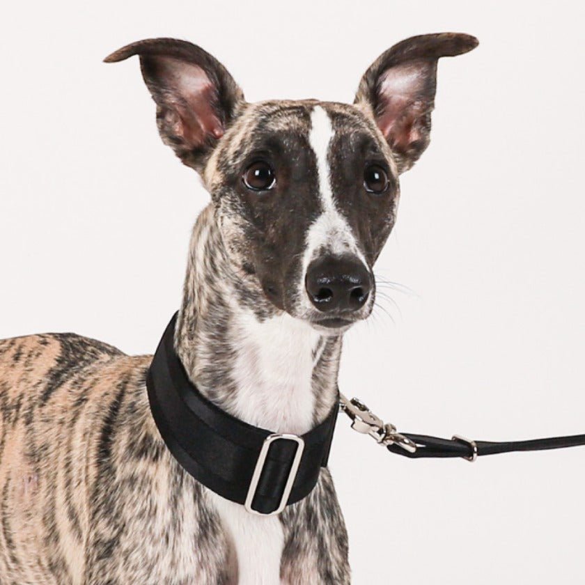 HOZI Collar Wide Martingales - PET