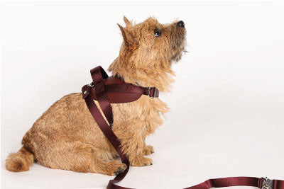 HOZI Saddle Hands Free - Stylish Vegan Leather Dog Leash in 4 Colors