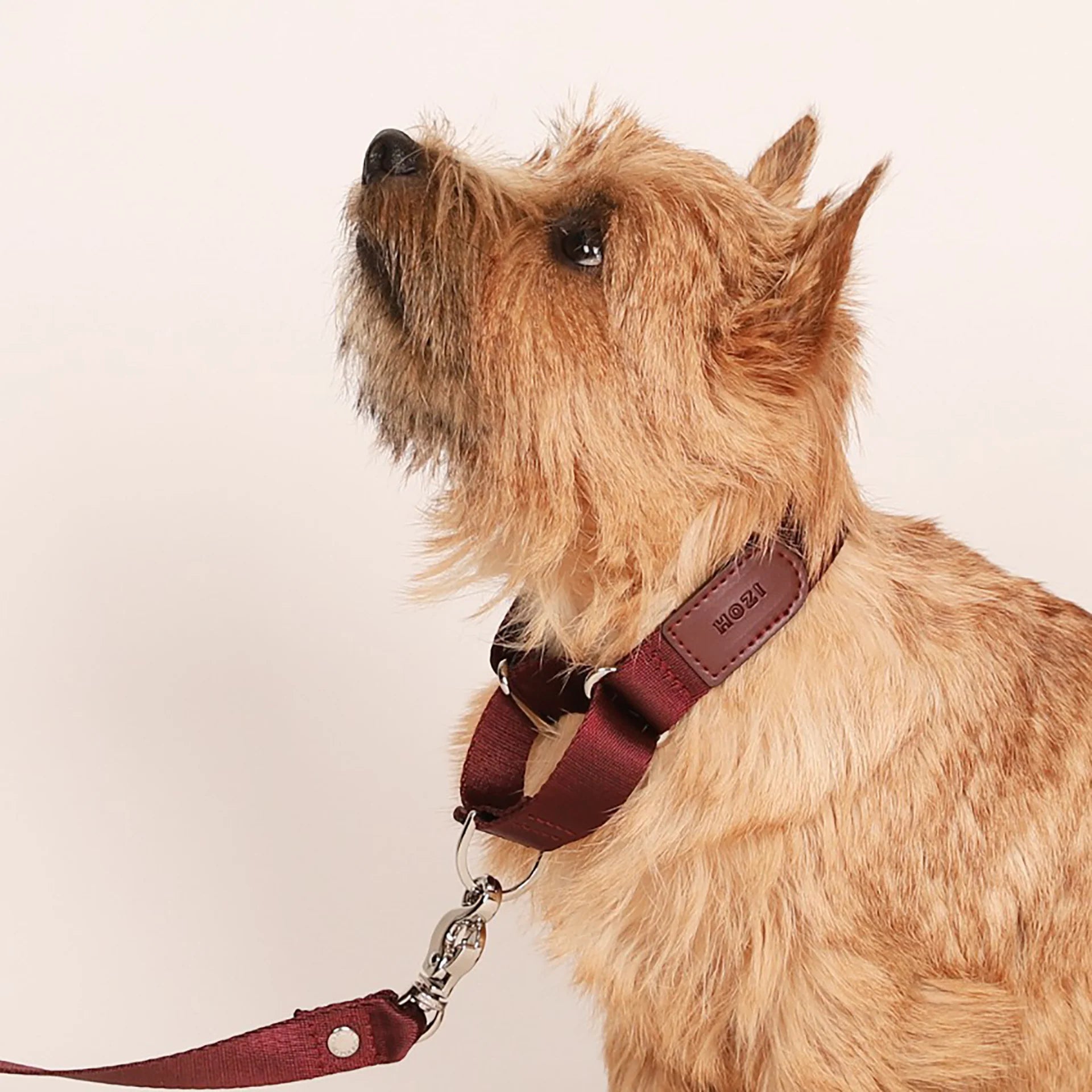 HOZI Collar Martingale