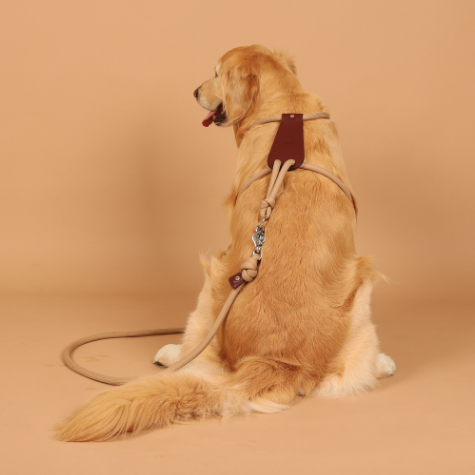 HOZI Essential Harness for Dogs | Comfortable & Safe Fit (XS-XL) HOZI Essential Harness for Dogs | Comfortable & Safe Fit (XS-XL)