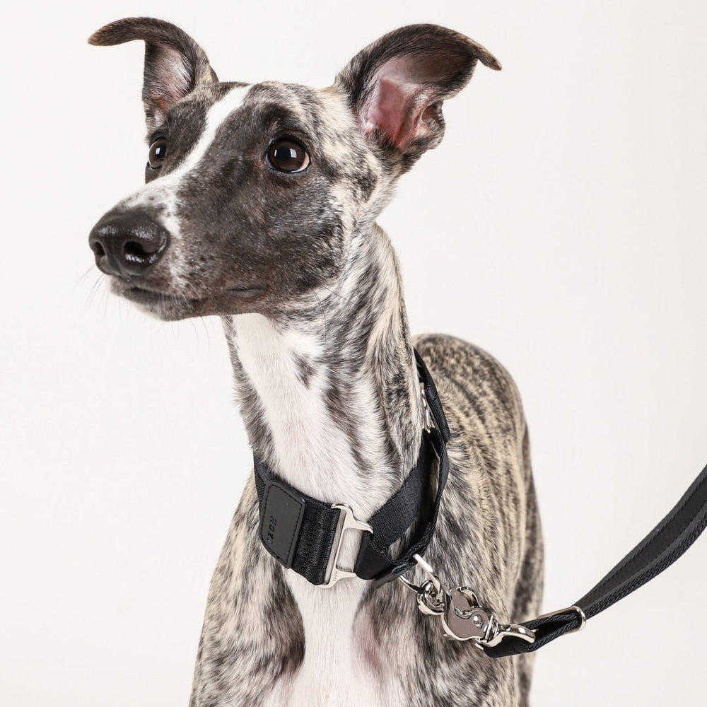 HOZI Collar Wide Martingales - PET