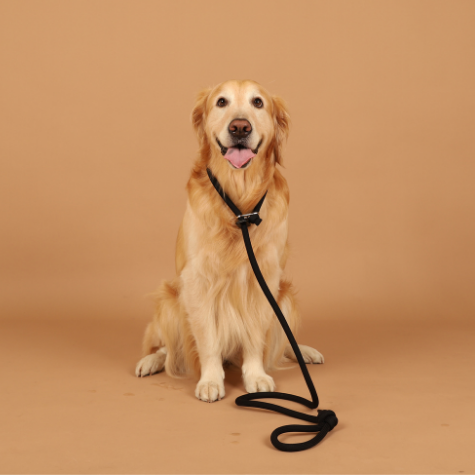 HOZI Slip Leash - 狗用滑動牽繩 - 黑色 / 米色 / 橙色 / 黃芥末色 / 深藍色 / 酒紅色 / 粉紅色
