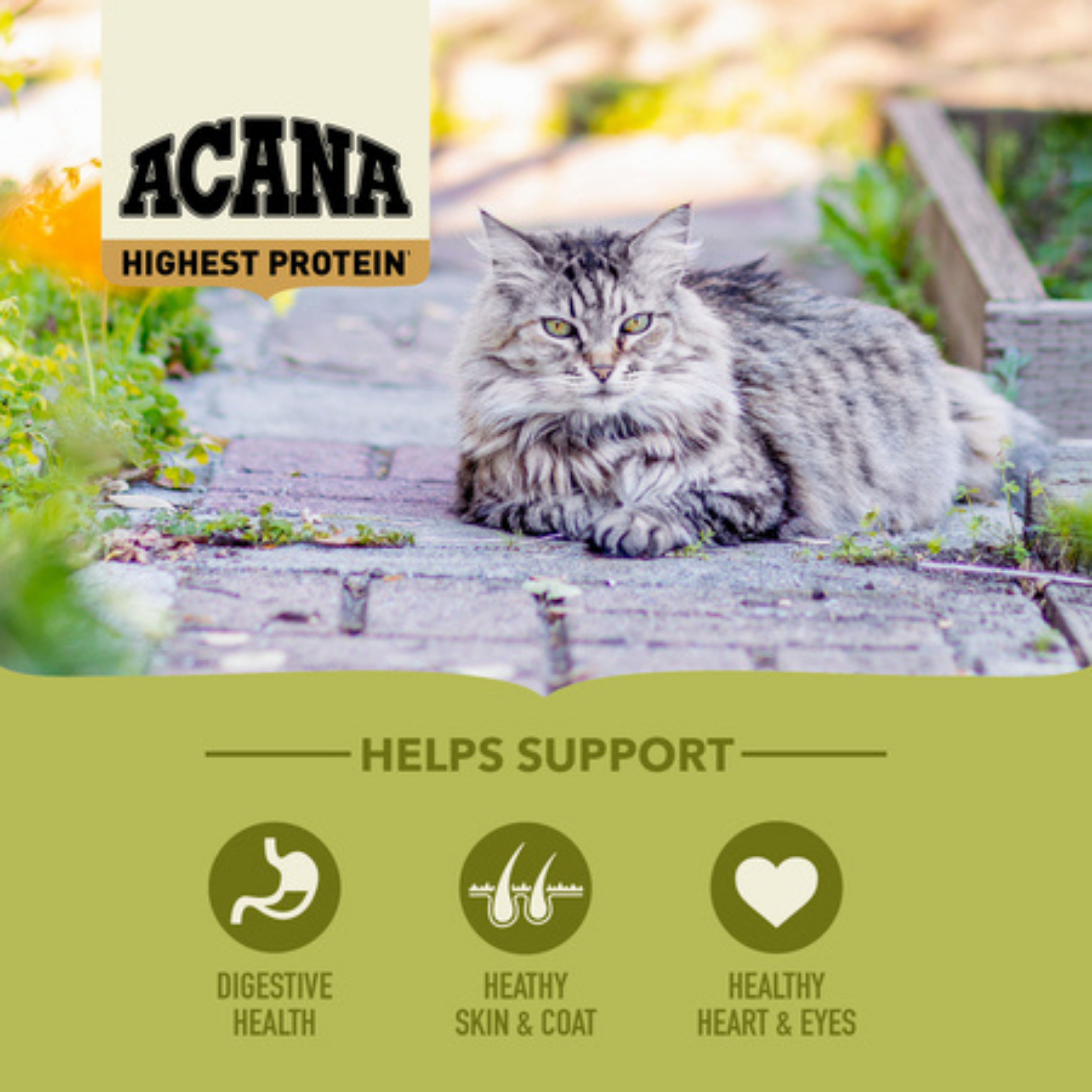 Acana Highest Protein Grasslands Dry Cat Food
