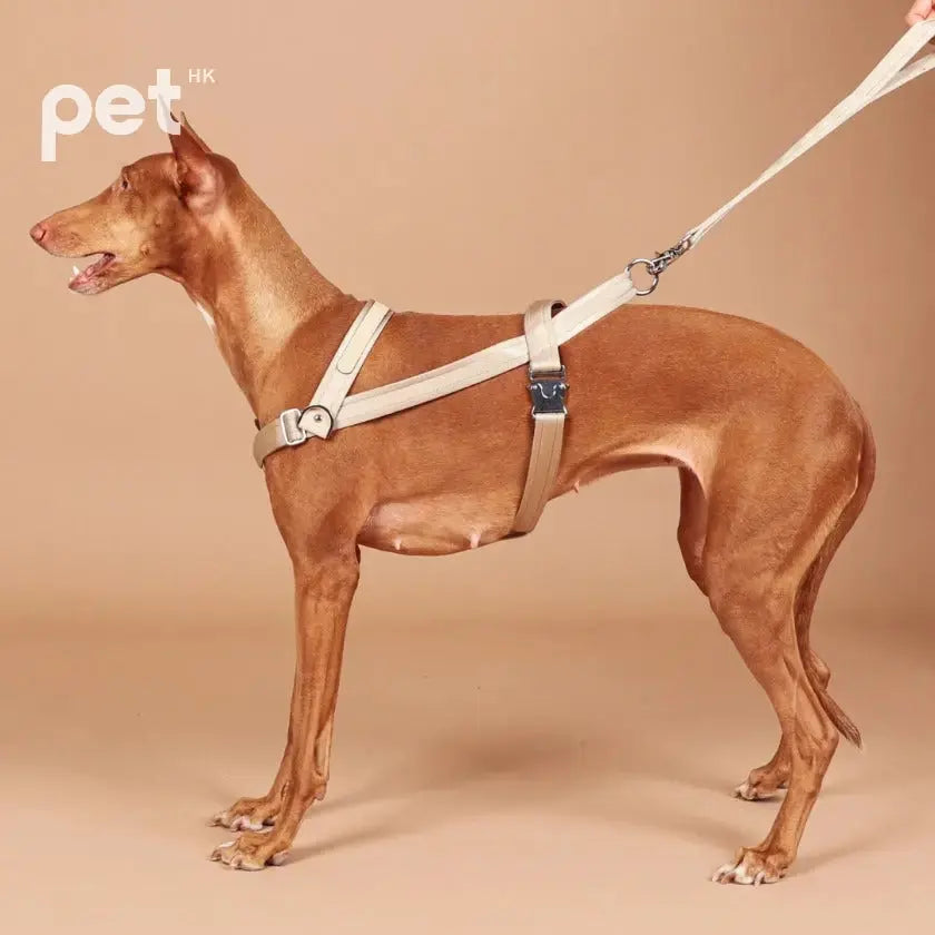 Bridle Harness - Black / Beige / Camel / Burgundy HOZI