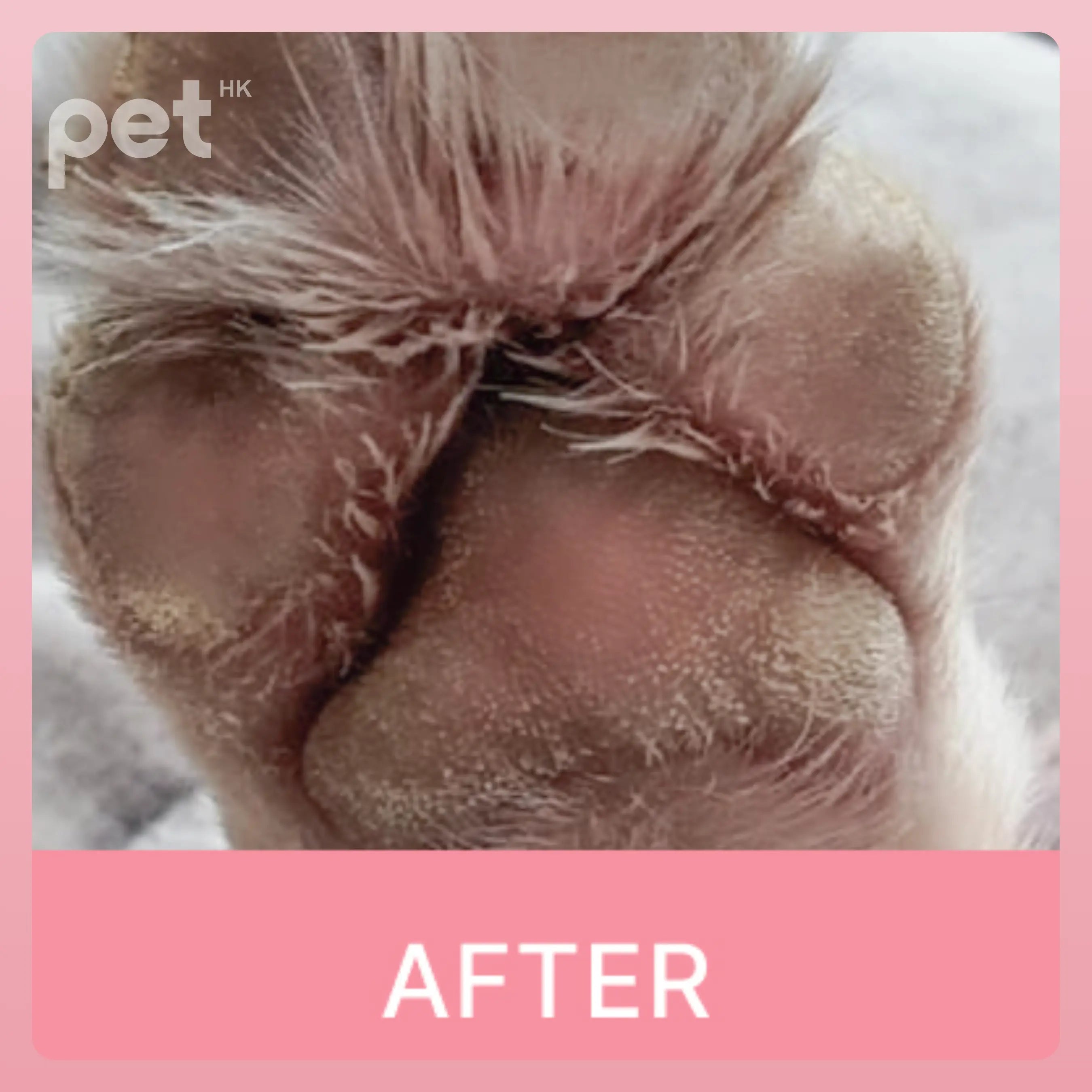 Doocamedi Cellcare Cream Stem Cell Pet Care Cream | Deep Moisturizing and Repair | 30g DOOCAMEDI