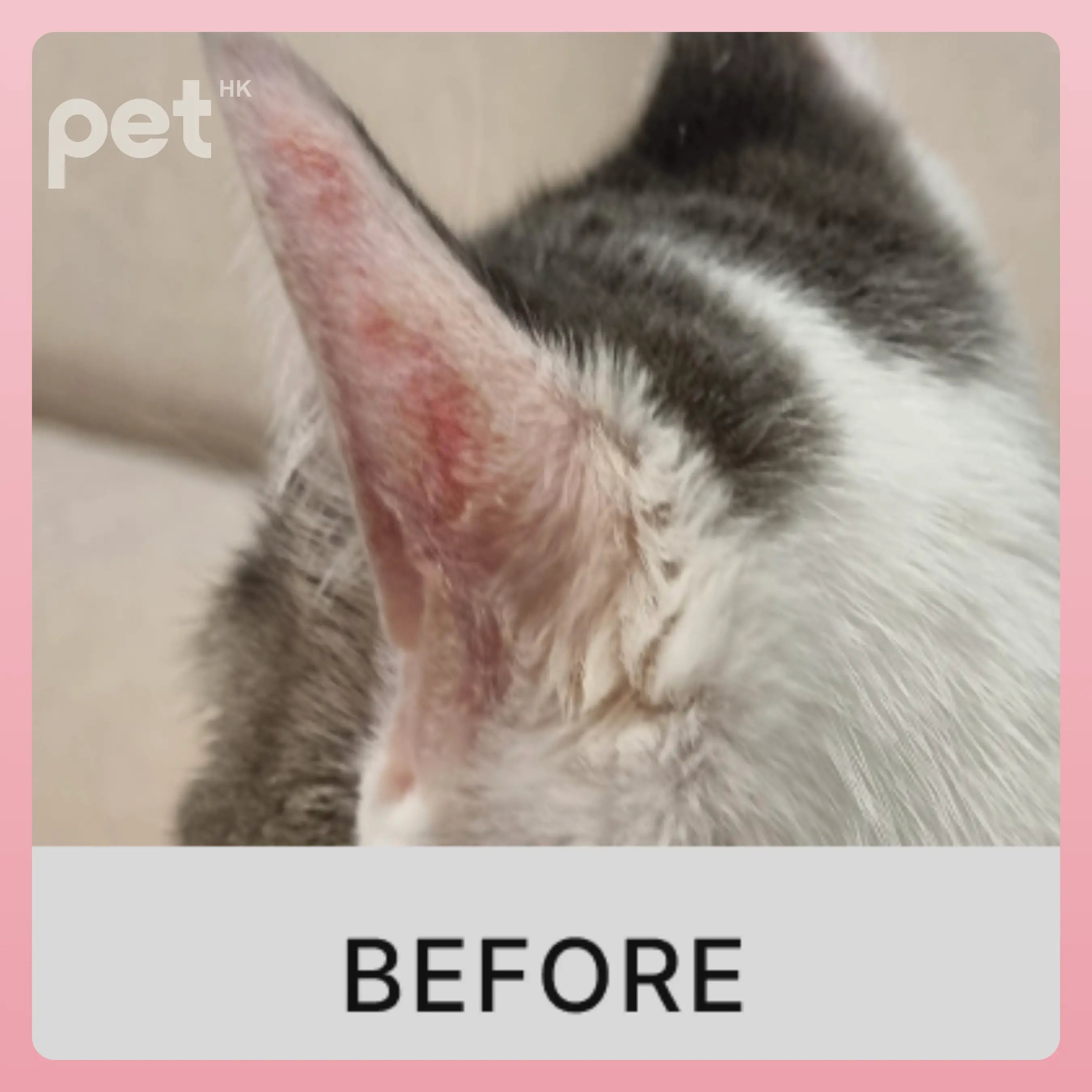Doocamedi Cellcare Cream Stem Cell Pet Care Cream | Deep Moisturizing and Repair | 30g DOOCAMEDI