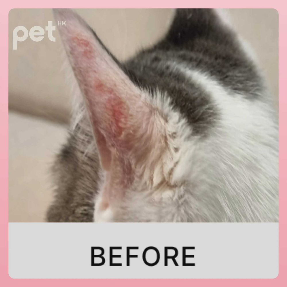 Close-up of a cat's irritated ear before using Doocamedi Cellcare Cream for pet skin repair and hydration
