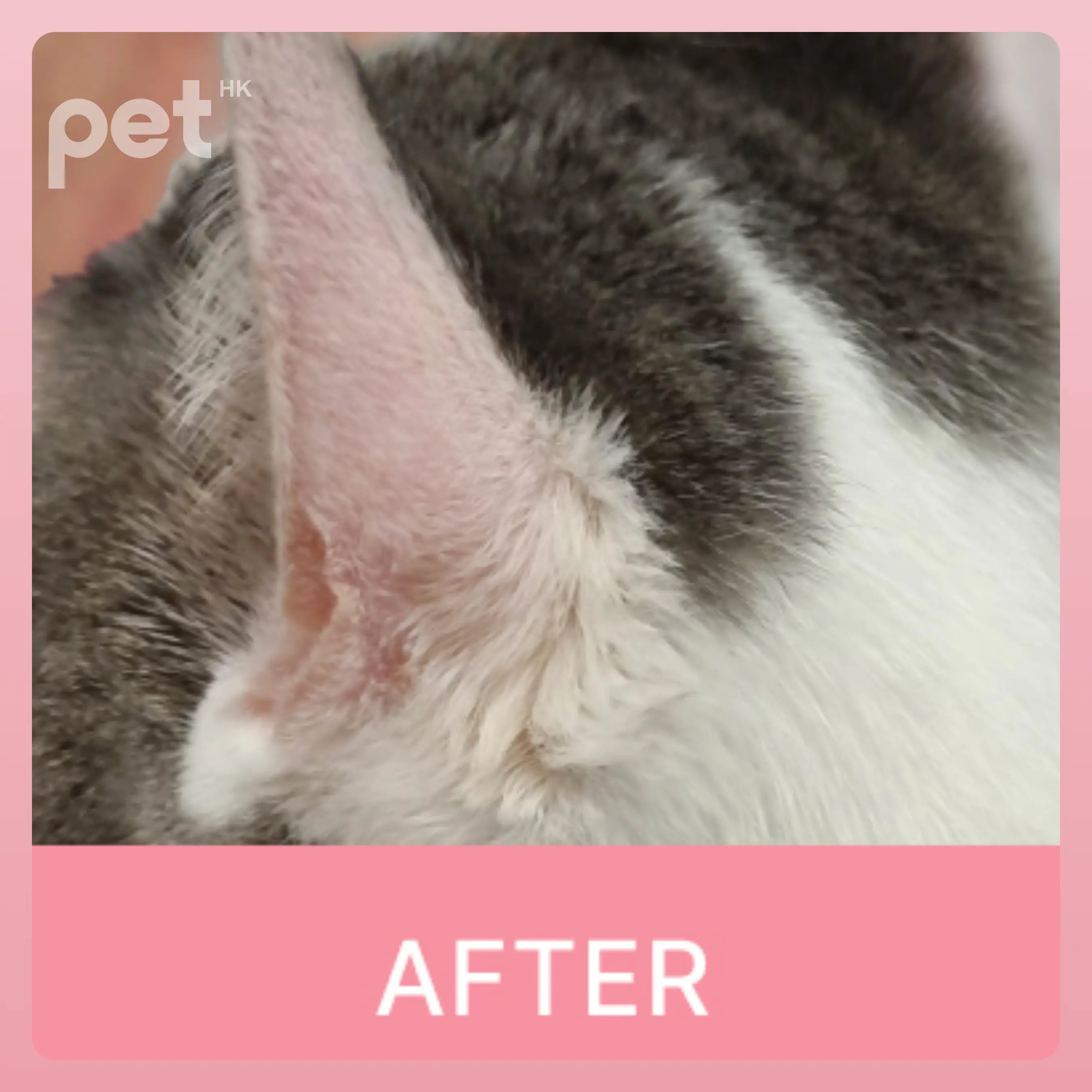 Doocamedi Cellcare Cream Stem Cell Pet Care Cream | Deep Moisturizing and Repair | 30g DOOCAMEDI