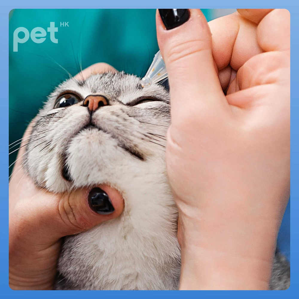 Applying Doocamedi Cellcare Eye Drop to a cat's eye for hydration and protection