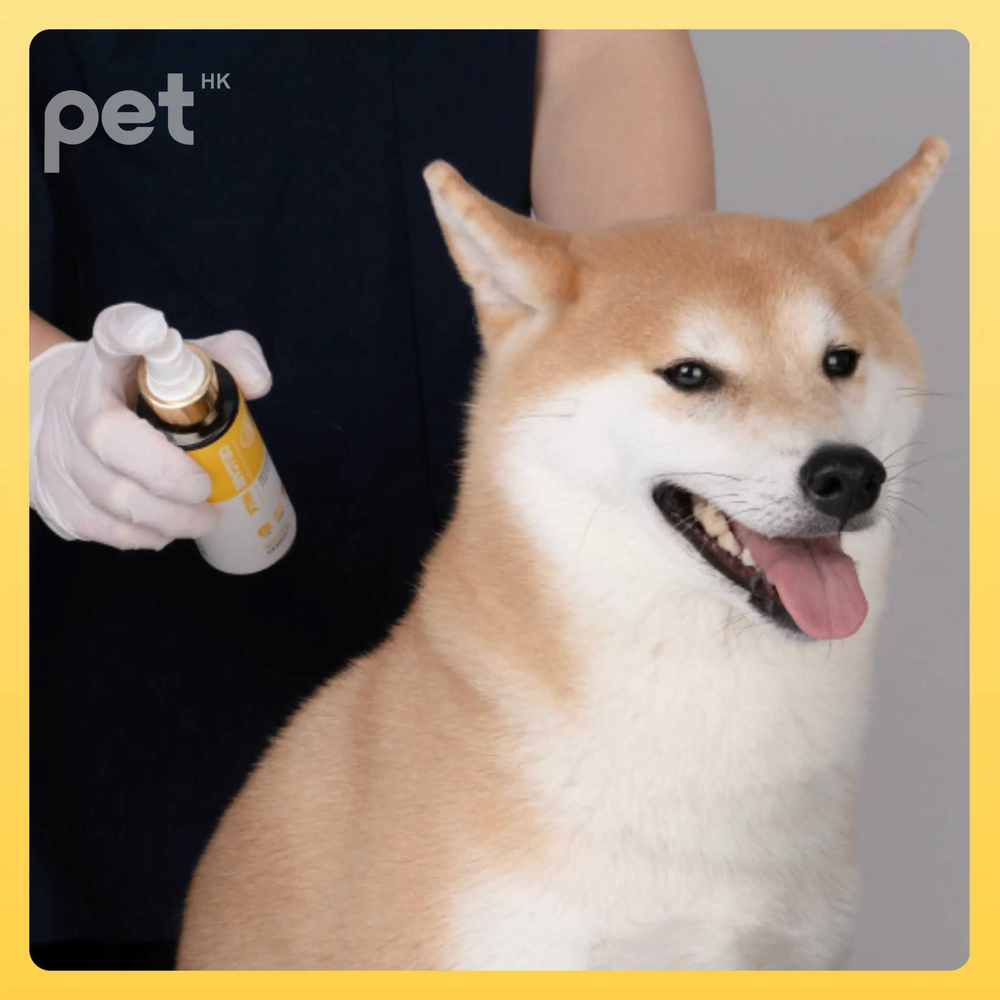 Doocamedi Cellcare Walk Stem Cell Pet Anti-Flea Spray being applied to a dog