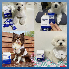 Doocamedi Chondroitin+ JOINT: Revitalize Your Pets with Optimal Joint Health DOOCAMEDI