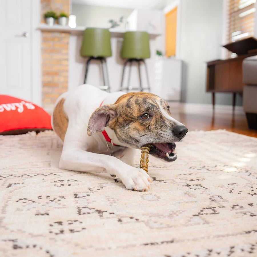 Stella & Chewy's Dental Delights - Medium Treats x 27 (大 27支袋裝 中型犬) Stella & Chewy's