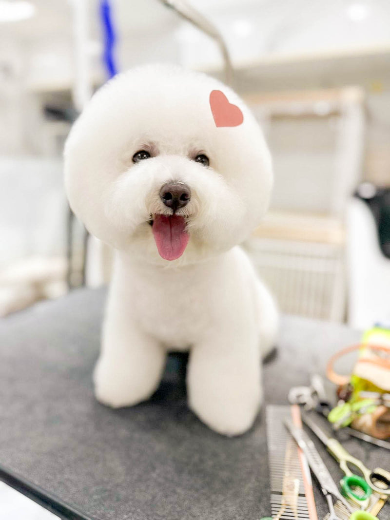 fallback text for an image