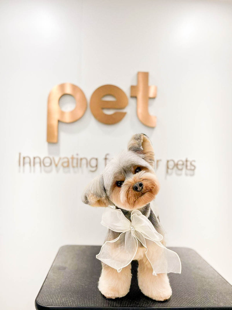 fallback text for an image