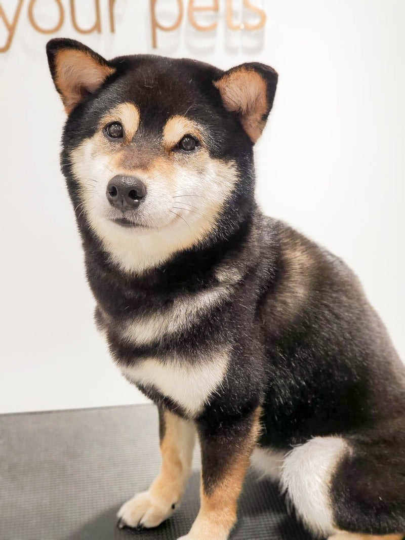 fallback text for an image