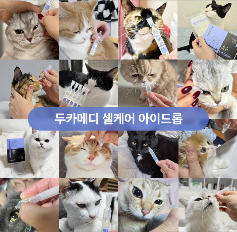 Stem Cell Christmas Package Set for Cats 貓咪必用 幹細胞聖誕精選套裝