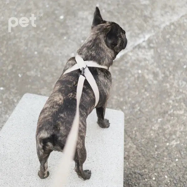 MELLEM wide 牽引繩 - 2.5cm wide // all weather convertible leash / 6ft or 180cm max Lambwolf