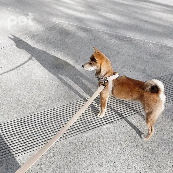 MELLEM wide 牽引繩 - 2.5cm wide // all weather convertible leash / 6ft or 180cm max Lambwolf