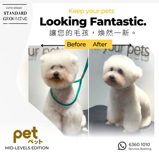 Standard Grooming 基本沖涼造型及護理 thepethk